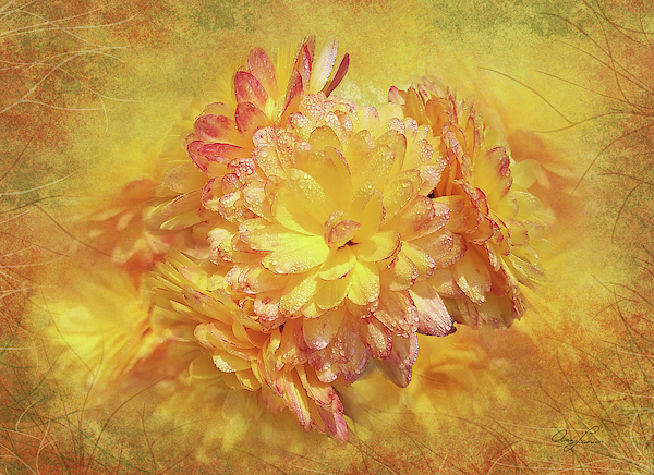 Fall Mums by Ann Lauwers Fall Mums by Ann Lauwers